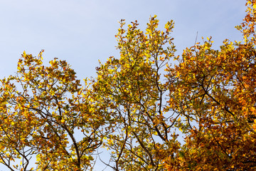 Laubbaum mit blauem Himmel