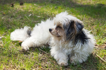 Biewer yorkshire terrier