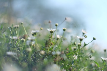 Background : flowers in soft and blur style.