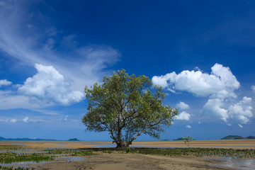 Fototapeta na wymiar Tropical Mangroves with beatiful sky