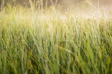 Fototapeta premium Green grass with morning dew