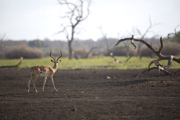 Portrait of impala antelope in barren land