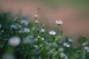 Background : flowers in soft and blur style.