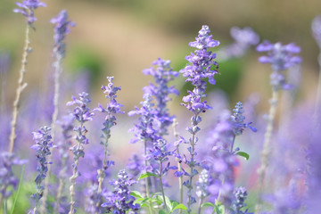 Background : flowers in soft and blur style.