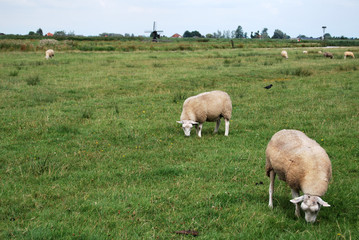 Two white sheep portrait in a green field with holland landscape