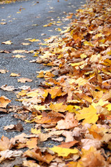 foglie e strada