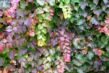 autunno
