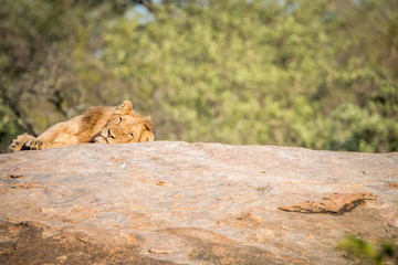 Male Lion laying on the rocks.