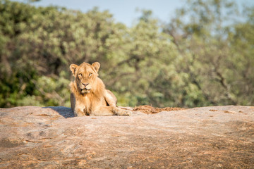 Male Lion laying on the rocks.