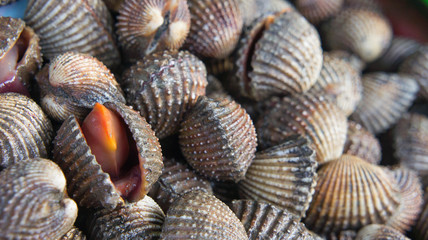 Scallop seafood delicacies such as cockles of Thailand.