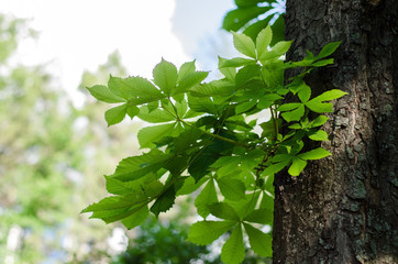 Obraz premium View to the trees in the park
