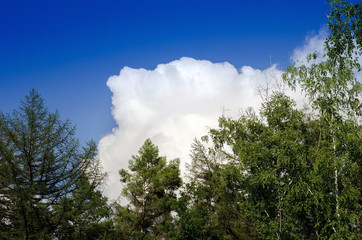 View to the trees in the park