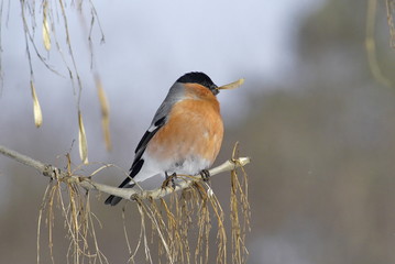 The common bullfinch on a branch of ash. Pyrrhula pyrrhula. 