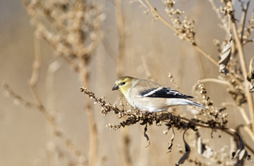 American Goldfinch Eats Seed During a Colorado Fall