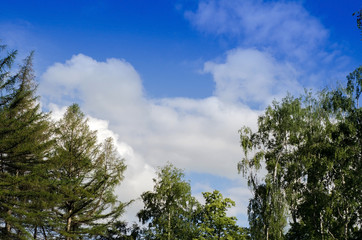 Obraz premium View to the trees in the park