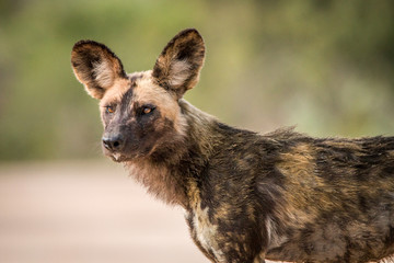 Fototapeta premium Starring African wild dog.