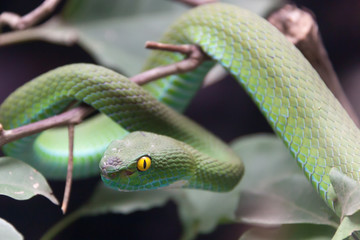 Green snake.