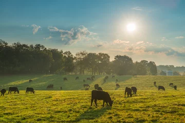 Fotobehang Grazende koeien © Patrick Jennings