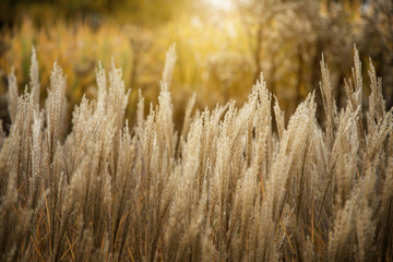 Fall grass background.