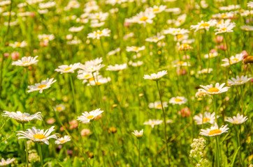 daisy flowers on a summer morning
