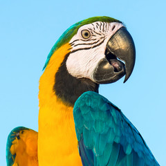 Macaw