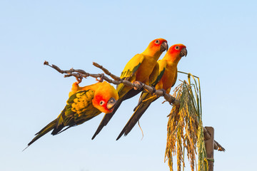 Sun Conure