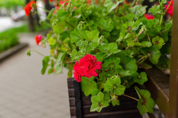 Colorful flowers inthe pot 