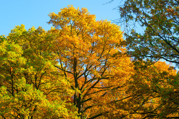 Sehr schöne Baumkronen in sonniger Lichtstimmung