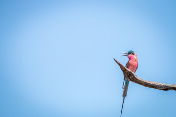 Southern carmine bee-eater sitting on a branch.
