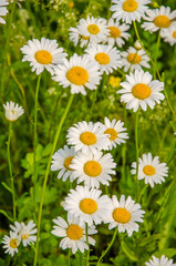 daisy flowers on a summer morning