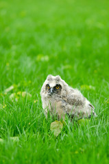  small baby owl