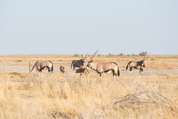 Naklejka na ściany i meble Herd of Oryx grazing in the bush. Wildlife Safari in the Etosha National Park, majestic travel destination in Namibia, Africa.