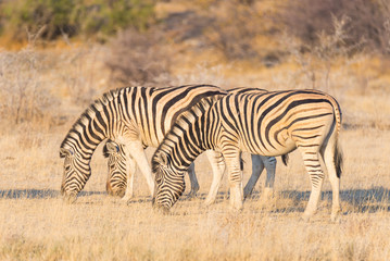 Fototapeta na wymiar Herd of Zebras grazing in the bush. Glowing warm sunset light. Wildlife Safari in the african national parks and wildlife reserves.