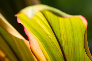 The colourful of Leaves in nature.Amazing leaves,Creative nature,Thailand