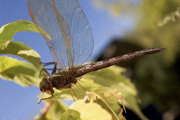 Libelle auf Zweig
