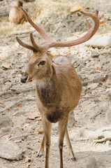 Deer With Exceptionally Long Antler at Chiang mai zoo, Thailand 