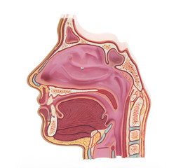 Anatomy model of human head