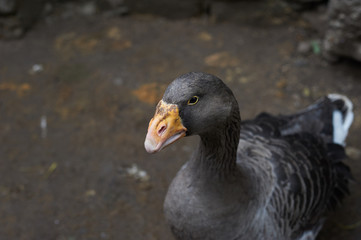 Beautiful portrait of the grey goose