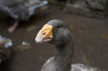 Beautiful portrait of the grey goose