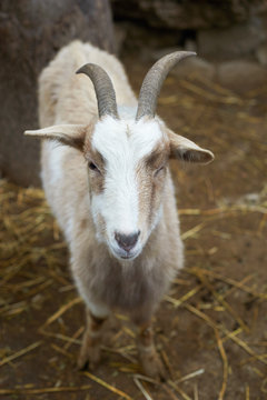 Beautiful portrait of the smiling goat