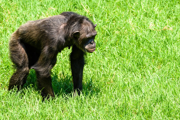 African Chimpanzee On Green Grass