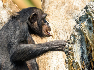 African Chimpanzee In Tree Portrait