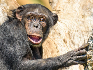 African Chimpanzee In Tree Portrait