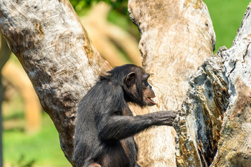 African Chimpanzee In Tree Portrait