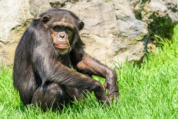 Lonely African Chimpanzee