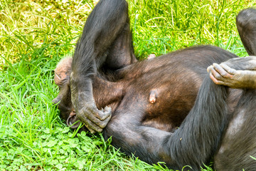 African Chimpanzee On Green Grass