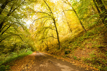 Road in the autumnal forest.