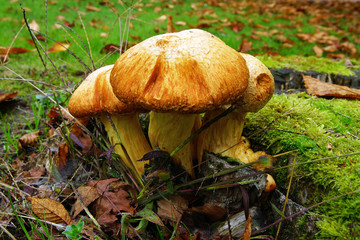 Champignon sur souche