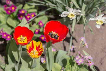 colorful flowers in the spring