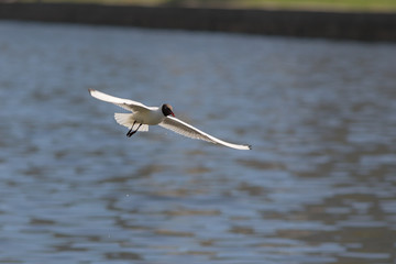 flight over the water